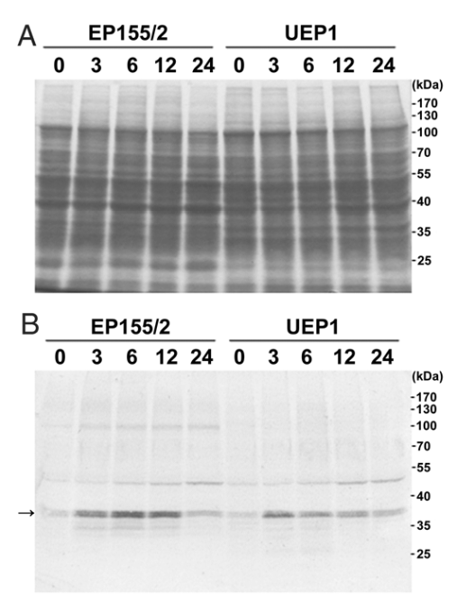 Western blot analysis of CpHSP24 in response to heat shock conditions.