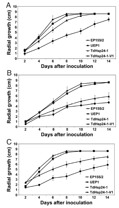 Growth rate of the CpHsp24-null mutant strain under A, standard temperature (25°C) conditions; B, cold shock (20°C) conditions; and C, heat-shock (30°C) conditions.