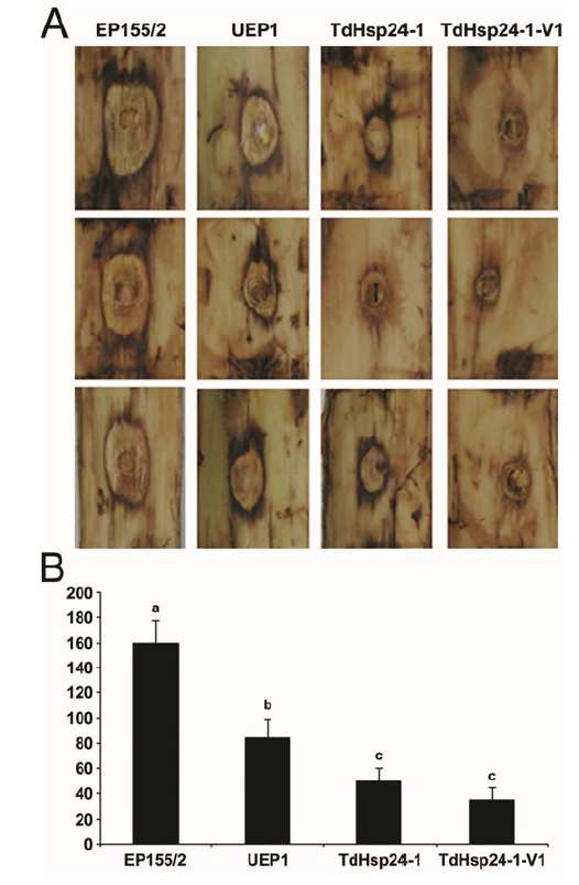 Virulence assay using excised chestnut tree bark as previously described (Lee et al. 1992).