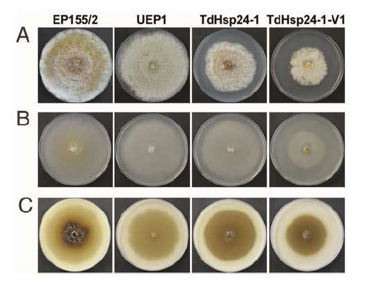 phenol oxidase activity of the CpHsp24-null mutant strain.