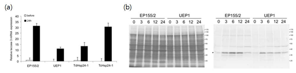 Tannic acid 유도에 따른 C. parasitica의 lac3 gene 발현 양상 조사(그림1a), heat shock에 따른 CpHsp24의 단백질 발현 양상 조사(그림1b).
