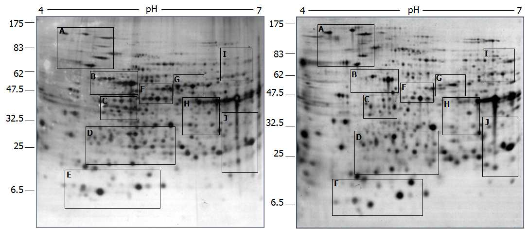 붉은 곰팡이 바이러스 감염에 따른 2D 단백질체 분석. (좌)붉은 곰팡이 바이러스에 감염되지 않은 붉은 곰팡이 균의 단백질체 2D pattern, (우) 붉은 곰팡이 바이러스에 감염된 붉은 곰팡이 균의 단백질체 2D pattern (Kwon,2009).