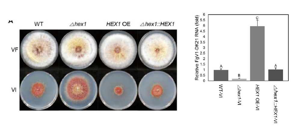 FgHex1 유전자의 형질전환체의 표현형과 바이러스 증식양의 변화의 연관관계.