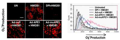 APE1 단백질이 활성산소 생성에 미치는 영향 분석