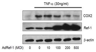 APE1/Ref-1 과발현 시 TNF에 의한 COX-2 발현 변화