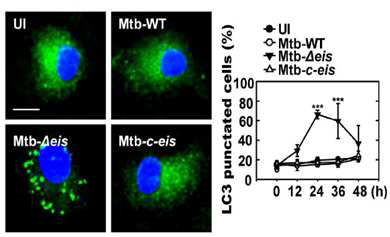 Eis 결핵균의 자가포식 활성 조절 가능성 관찰