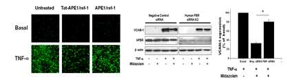 APE1/Ref-1 단백의 효능 검증