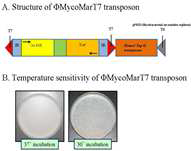 ФMycoMarT7 Tn의 구조 및 성격