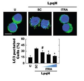 비타민 디 억제제에 의한 LpqH에 자가포식 현상 변화 관찰