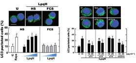 LpqH에 의한 대식세포 내 자가포식 유도