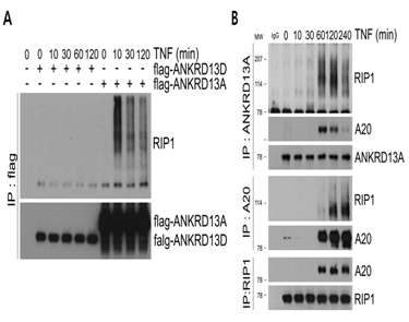 TNF 수용체내에서 유비퀴틴화된 RIP1과 TNF-의존적으로 결합하는 신규단백질의 성상