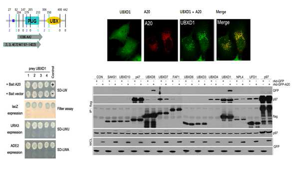 A20 결합인자, UBXD1발굴 및 p97ATPase cofactor들간의 결합력 비교