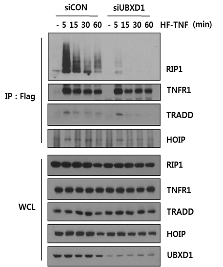 UBXD1 감소시 TNF 수용체 복합체형성 변화