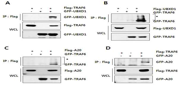 UBXD1에 결합하는 TRAF6는 유비퀸틴-의존적임