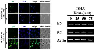 Effect of DHA on HPV E6/E7 and p53/Rb protein expression in HeLa cells