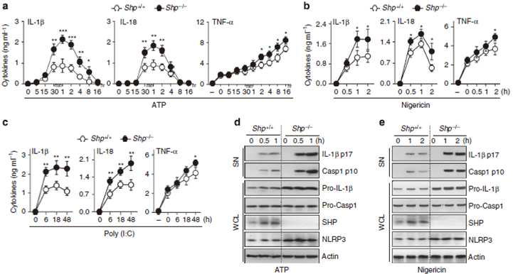 SHP의 NLRP3 인플라마좀 관련 염증성 사이토카인 생성 조절