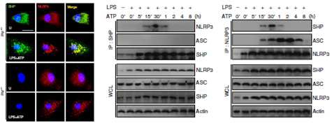 SHP의 NLRP3 인플라마좀 복합체간의 결합 확인