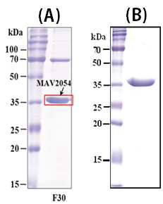 MAV_2054단백 동정