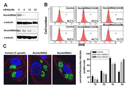 톡소포자충 감염에 따른 NOX4를 매개한 숙주 세포 내 면역 활성 기전