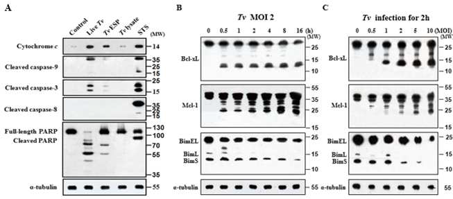 질편모충 감염에 의한 자궁경부암세포의 apoptosis 유도