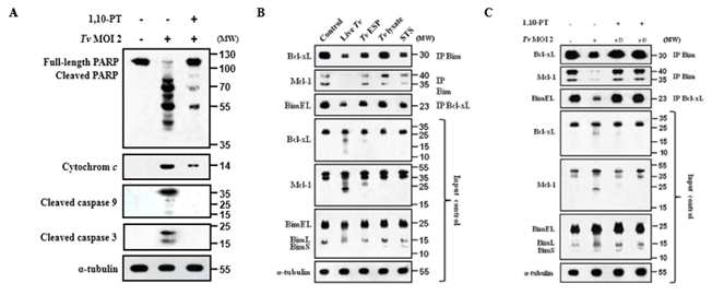 질편모충 감염에 따른 apoptosis는 GP63 단백분해효소에 의한 억제