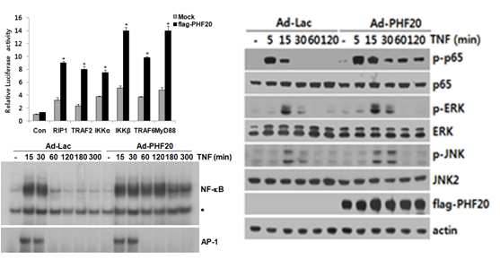 PHF20에 의하여 특이적으로 NF-κB(p65)의 인산화가 turn off 되지 못함
