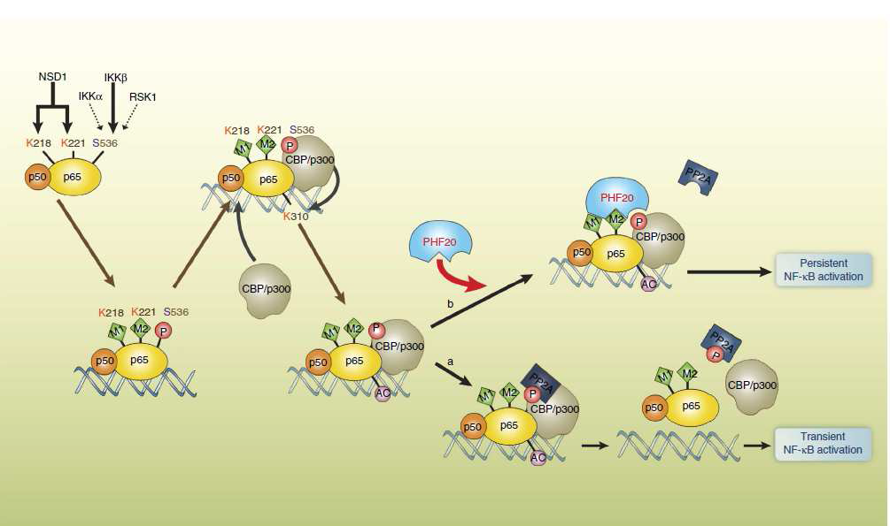 PHF20에 의한 지속적 NF-kB(p65) 활성화 기전 제시