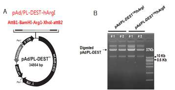 Adenoviral Arginase II vector construction by using pAdPLDEST vector system