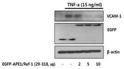 APE1/Ref-1 발현 정도에 의한 VCAM-1 활성화 억제