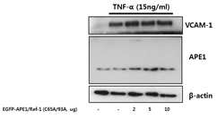 hAPE1(C65A/C93A) 변형체는 TNF에 의한 염증신호를 억제하지 못함