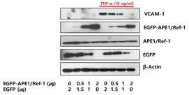 APE1/Ref-1의 혈관내피세포에서 TNF-α에 의해 유도된 VCAM-1 발현