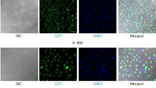 EGFP-tagged APE1/Ref-1 stable cell line 구축