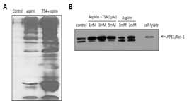 APE1/Ref-1의 Post translational modification을 유도할 수 있는 물질 처리