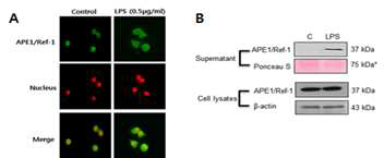 대식세포에서 LPS에 의한 APE1/Ref-1 단백질의 세포 외 배출