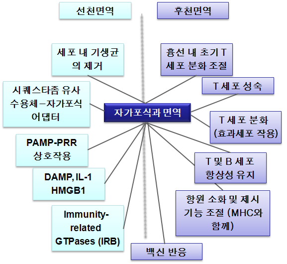 자가포식과 선천 및 후천면역과의 관련성