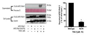 APE1/Ref-1의 아세틸화 유도 6,7번 라이신 잔기 활성에 대한 배출 기전