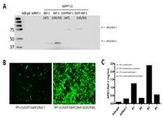 PPT-LS융합형 Secretry adenoviral EGFP-APE1/Ref-1의 개발