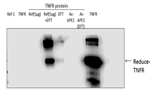 Biotin switch assay를 이용한 APE1/Ref-1 단백질의 환원력 확인