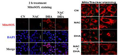 Antioxidant NAC blocked the DHA-induced mitochondrial ROS excessive generation as assessed by MitoSOX staining