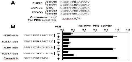 PKB 기질 단백질간의 인산화 motif 서열 및 PKB kinase assay