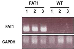 Fat-1 유전자 발현 확인