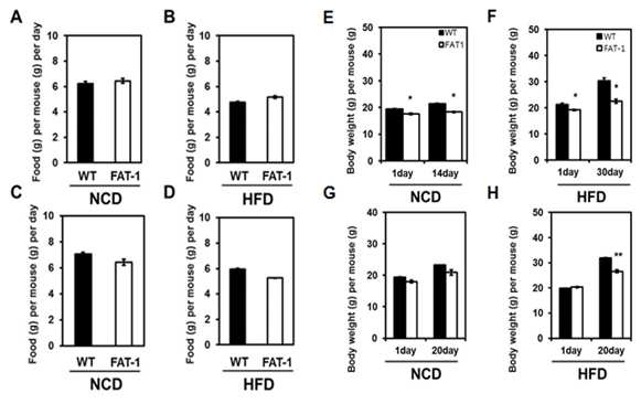 WT과 Fat-1 Tg 생쥐에 일반식이와 고지방 식이를 하였을 때 식이량과 체중 변화량