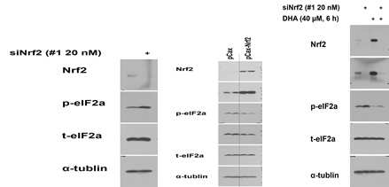 DHA-induced Nrf2 decreases the level of p-eIF2a