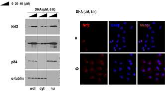 DHA에 의해 유도된 Nrf2의 이동