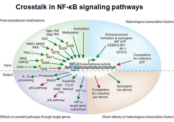 NF-kB 신호전달과 다른 경로와의 crosstalk