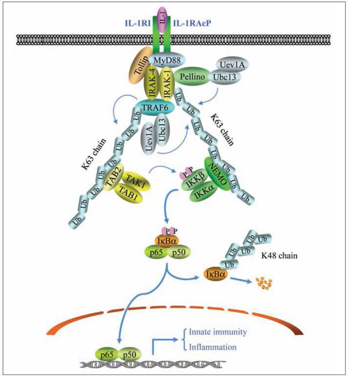 IL-1 수용체 신호전달 복합체 구성단백의 ubiquitination 조절에 의한 NF-􌩉B 신호전달과정