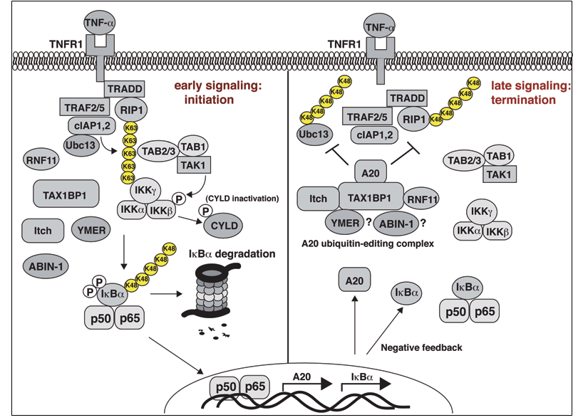 Central role of A20 in terminating NF-kB signaling pathway