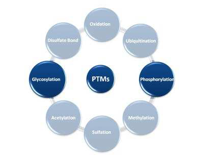 단백질의 post-translational modification (PTM)