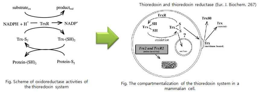 티오레독신의 산화(좌)와 환원능에 의한 기질단백질 활성 조절(우)