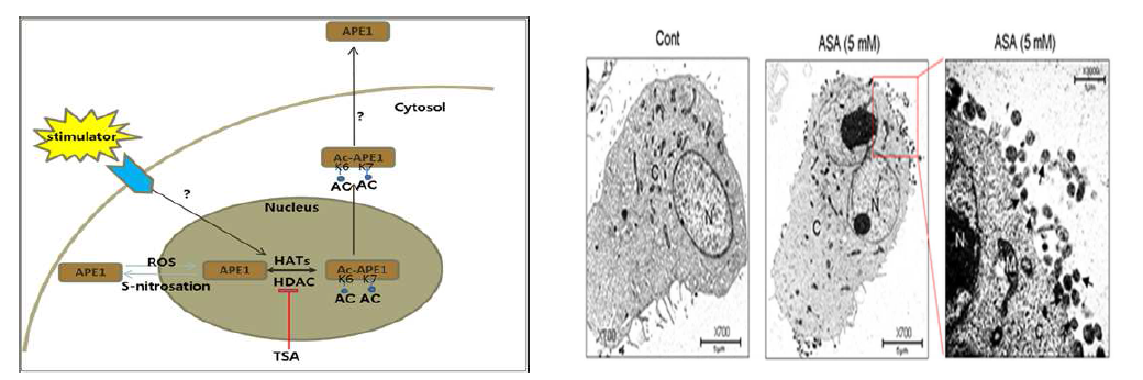 APE1/Ref-1의 배출기작 모식도: 전자현미경적 관찰